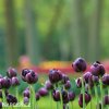 cerny plnokvety tulipan black hero 8