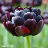 cerny plnokvety tulipan black hero 1