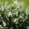 Bledule Leucojum Aestivum 4