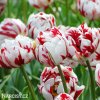 bilocerveny plnokvety tulipan carnaval de nice 2