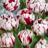 bilocerveny plnokvety tulipan carnaval de nice 4