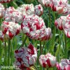 bilocerveny plnokvety tulipan carnaval de nice 5