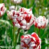 bilocerveny plnokvety tulipan carnaval de nice 6