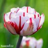 bilocerveny plnokvety tulipan carnaval de nice 8