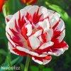 bilocerveny plnokvety tulipan carnaval de nice 1