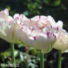 bily plnokvety tulipan danceline 6