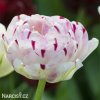 bily plnokvety tulipan danceline 7