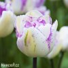 bilofialovy plnokvety tulipan double shirley 6