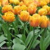 oranzovy plnokvety tulipan granny award 2
