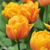 oranzovy plnokvety tulipan granny award 3