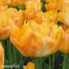 oranzovy plnokvety tulipan granny award 5