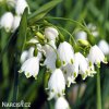 Bledule Leucojum Aestivum 1