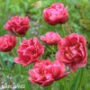 ruzovy plnokvety tulipan chato 2