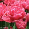 ruzovy plnokvety tulipan chato 3