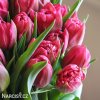ruzovy plnokvety tulipan chato 6