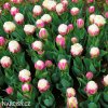 biloruzovy tulipan ice cream 3