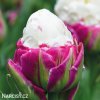 biloruzovy tulipan ice cream 7