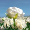bily plnokvety tulipan mount tacoma 4
