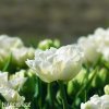bily plnokvety tulipan mount tacoma 6