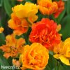 oranzovy plnokvety tulipan sunlover 2