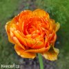 oranzovy plnokvety tulipan sunlover 3
