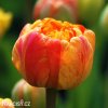 oranzovy plnokvety tulipan sunlover 5