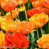 oranzovy plnokvety tulipan sunlover 6