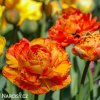 oranzovy plnokvety tulipan sunlover 7