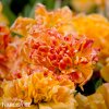 oranzovy plnokvety tulipan sunlover 8