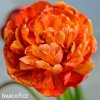 oranzovy plnokvety tulipan sunlover 1