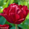 cerveny plnokvety tulipan uncle tom 5