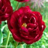 cerveny plnokvety tulipan uncle tom 6