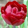 cerveny plnokvety tulipan uncle tom 7