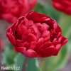 cerveny plnokvety tulipan uncle tom 1