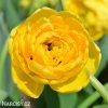 zluty plnokvety tulipan yellow pomponette 2