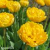 zluty plnokvety tulipan yellow pomponette 3