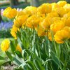 zluty plnokvety tulipan yellow pomponette 4