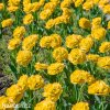 zluty plnokvety tulipan yellow pomponette 5