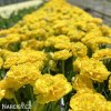 zluty plnokvety tulipan yellow pomponette 6
