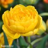 zluty plnokvety tulipan yellow pomponette 1