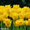 zluty trepenity tulipan crispy gold 2