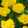 zluty trepenity tulipan crispy gold 4
