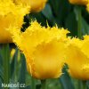 zluty trepenity tulipan crispy gold 5