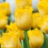 zluty trepenity tulipan crispy gold 7