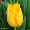 zluty trepenity tulipan crispy gold 1