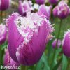 fialovy trepenity tulipan cummins 10