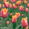 oranzovy trepenity tulipan lambada 2