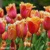oranzovy trepenity tulipan lambada 3