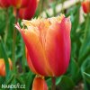 oranzovy trepenity tulipan lambada 4