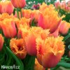oranzovy trepenity tulipan lambada 6